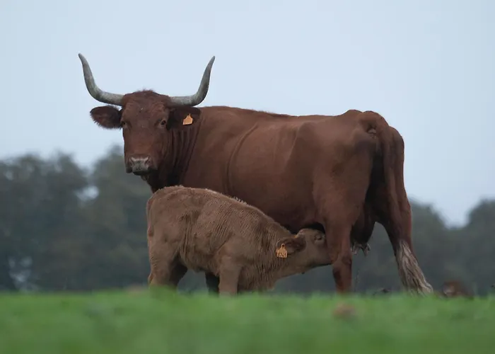 Dehesa De Solana Venkovský dům *