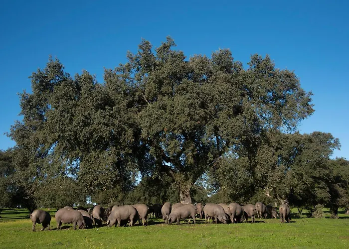 Venkovský dům Dehesa De Solana Herrera de Alcántara