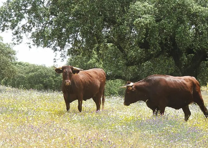 Dehesa De Solana Venkovský dům Herrera de Alcántara